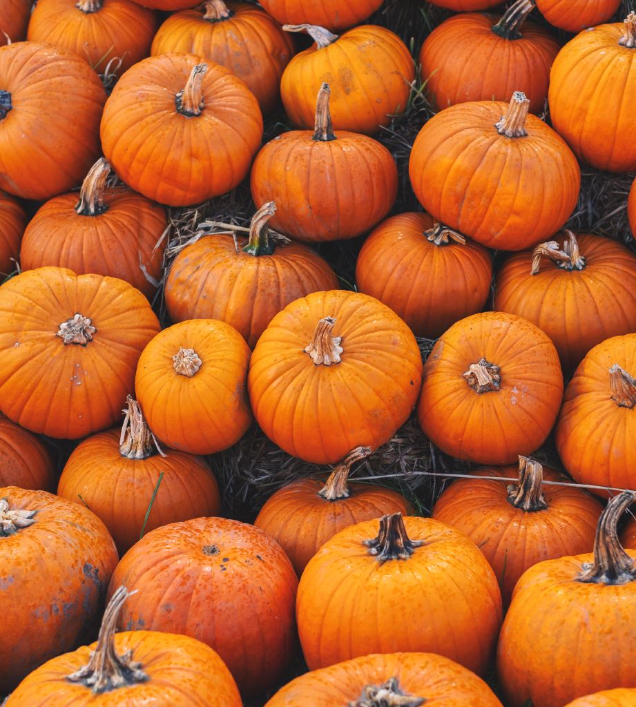 Тыква, Lark Seeds (Профессиональные семена)