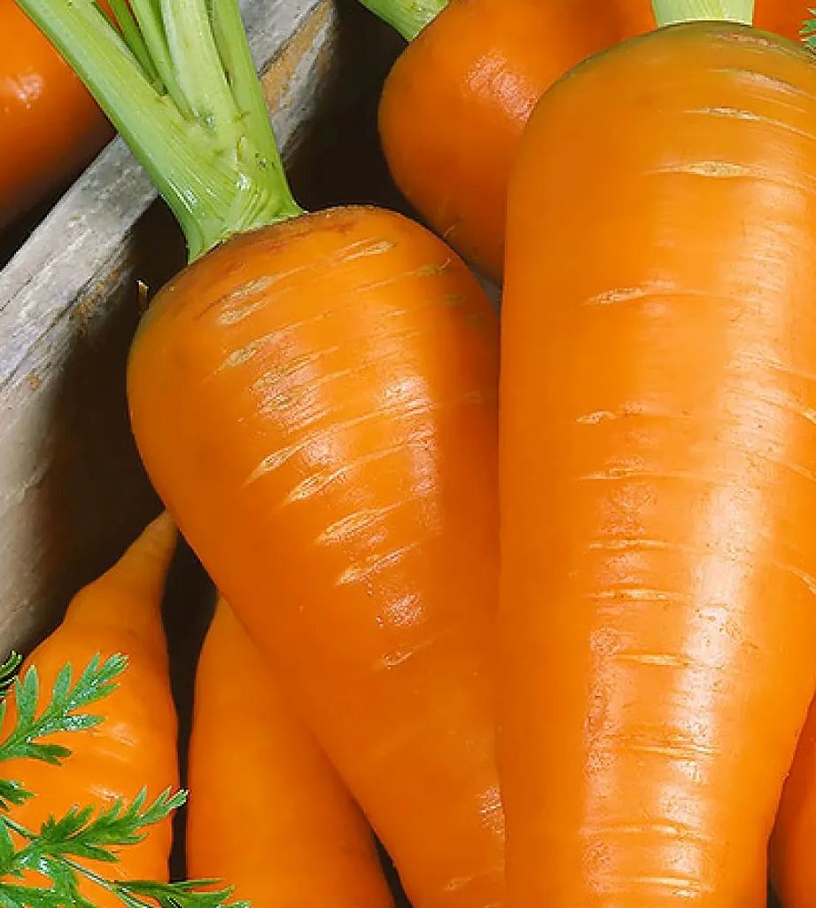 Боливар F1, морковка