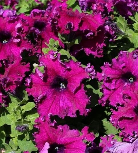 Петуния Афродита Пурпурная F1