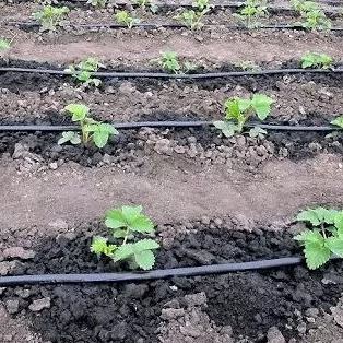 Drip tape (slotted) 8 mil